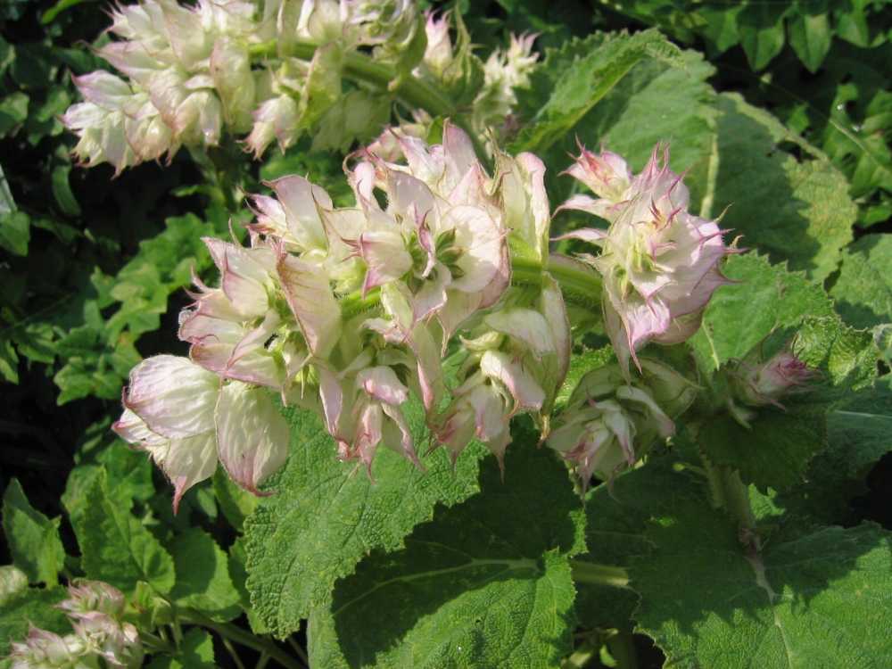 Salvia sclarea (Muskateller-Salbei)